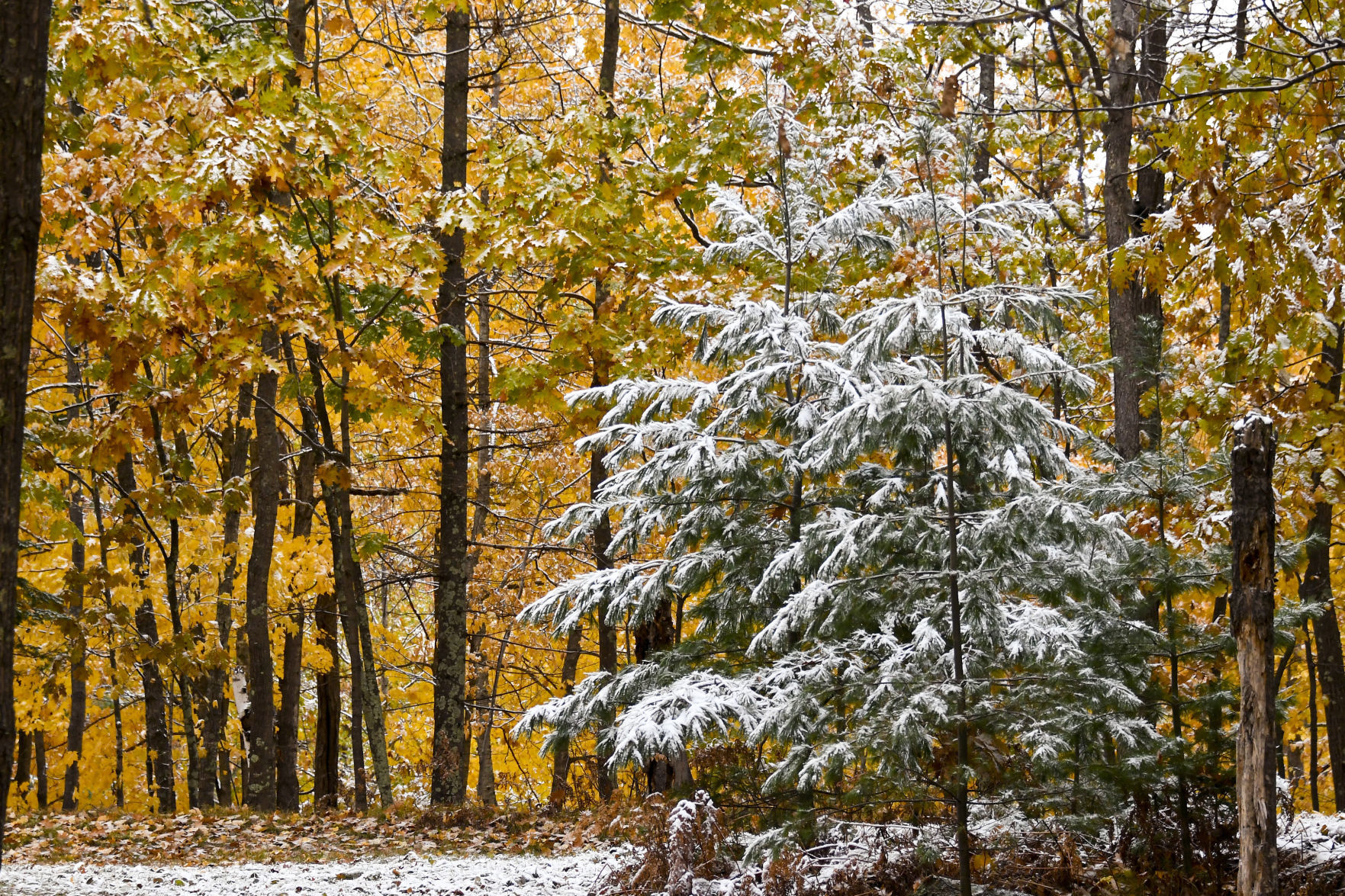 Ray Houte: October snow